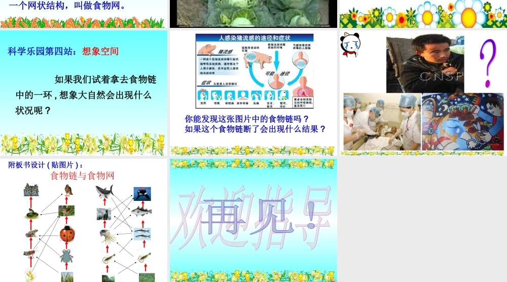 教科小学科学五上《1.5、食物链和食物网》PPT课件(7)【加微信公众号 jiaoxuewuyou 九折优惠 qq 1119139686】.ppt