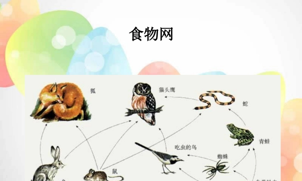 教科小学科学五上《1.6、做一个生态瓶》PPT课件(8)【加微信公众号 jiaoxuewuyou 九折优惠 qq 1119139686】.ppt