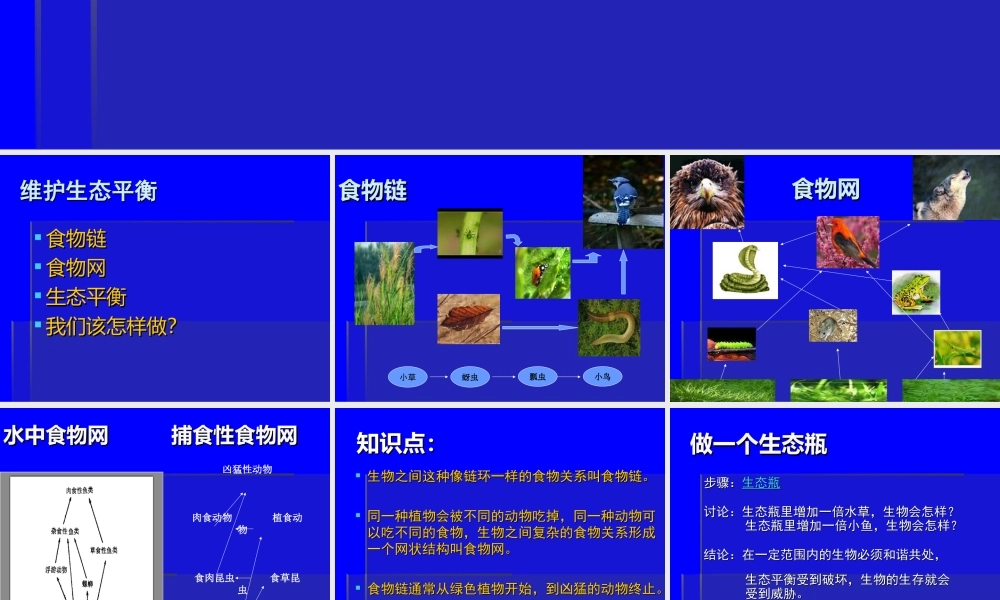 教科小学科学五上《1.8、维护生态平衡》PPT课件(1)【加微信公众号 jiaoxuewuyou 九折优惠 qq 1119139686】.ppt