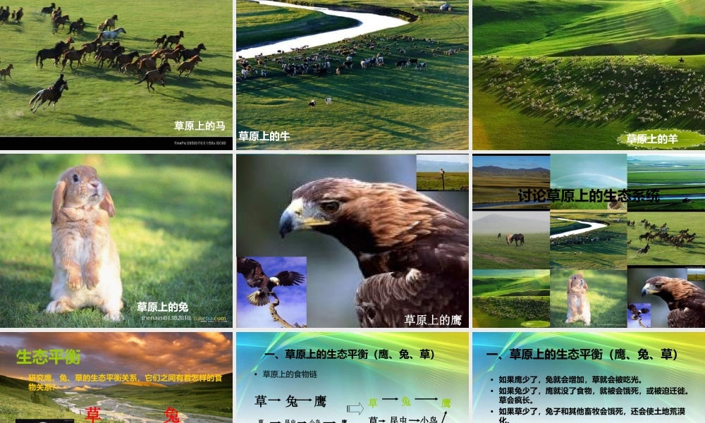 教科小学科学五上《1.8、维护生态平衡》PPT课件(11)【加微信公众号 jiaoxuewuyou 九折优惠 qq 1119139686】.ppt