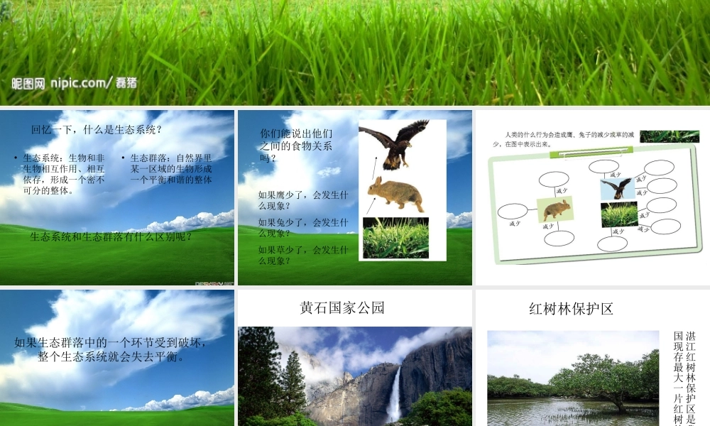 教科小学科学五上《1.8、维护生态平衡》PPT课件(13)【加微信公众号 jiaoxuewuyou 九折优惠 qq 1119139686】.ppt