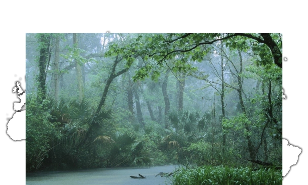 教科小学科学五上《1.8、维护生态平衡》PPT课件(9)【加微信公众号 jiaoxuewuyou 九折优惠 qq 1119139686】.ppt