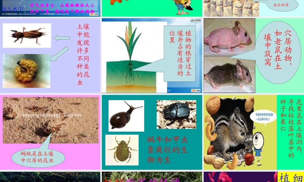 教科小学科学五上《3.4、土壤中有什么》PPT课件(3)【加微信公众号 jiaoxuewuyou 九折优惠 qq 1119139686】.ppt