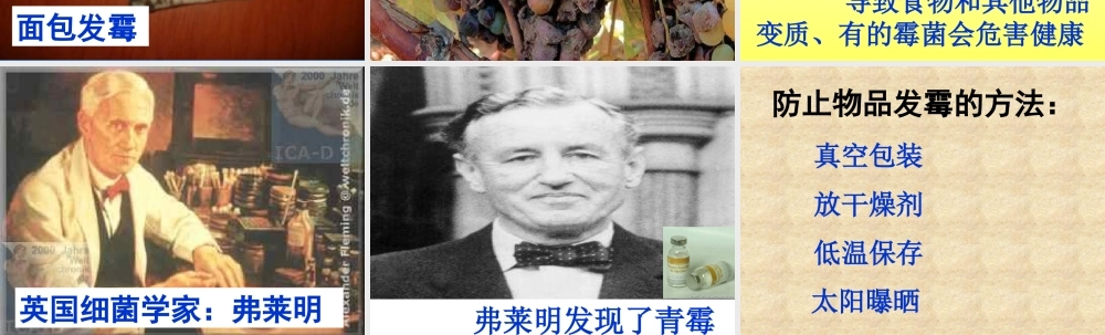 青岛小学科学六上《3、馒头发霉了》PPT课件 (2)【加微信公众号 jiaoxuewuyou 九折优惠 qq 1119139686】.ppt