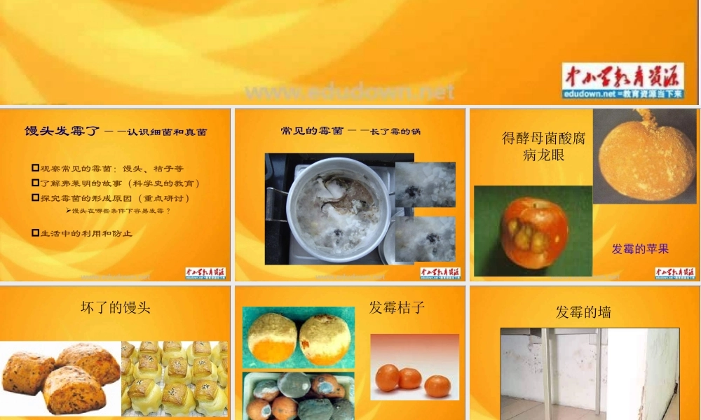 青岛小学科学六上《3、馒头发霉了》PPT课件 (1)【加微信公众号 jiaoxuewuyou 九折优惠 qq 1119139686】.ppt