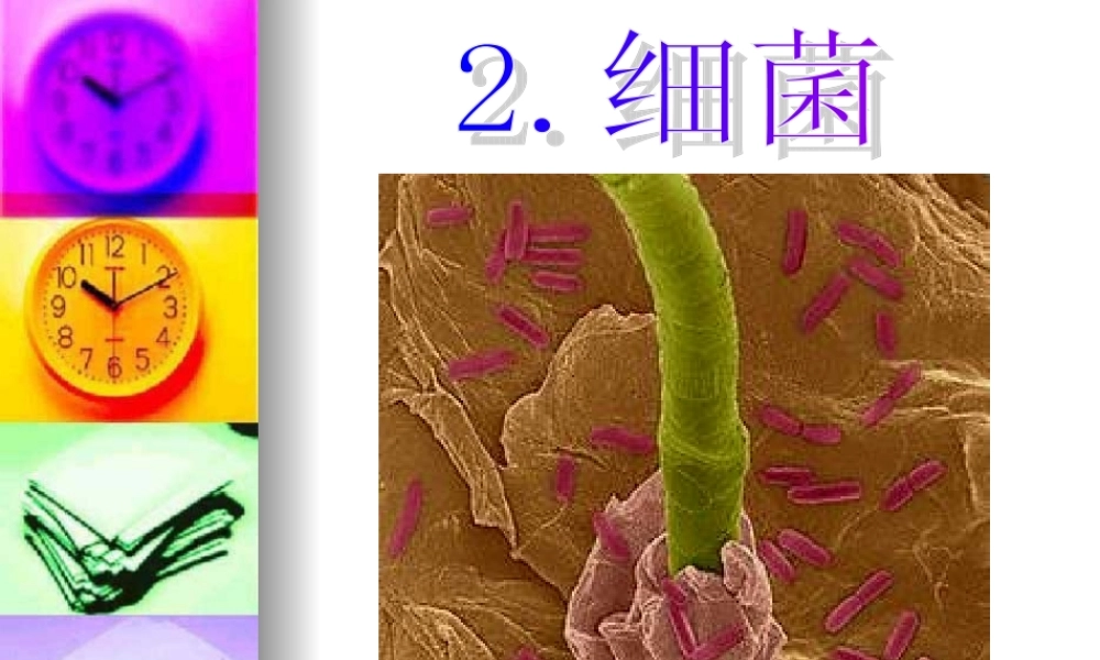 青岛小学科学六上《2、细菌》PPT课件 (2)【加微信公众号 jiaoxuewuyou 九折优惠 qq 1119139686】.ppt