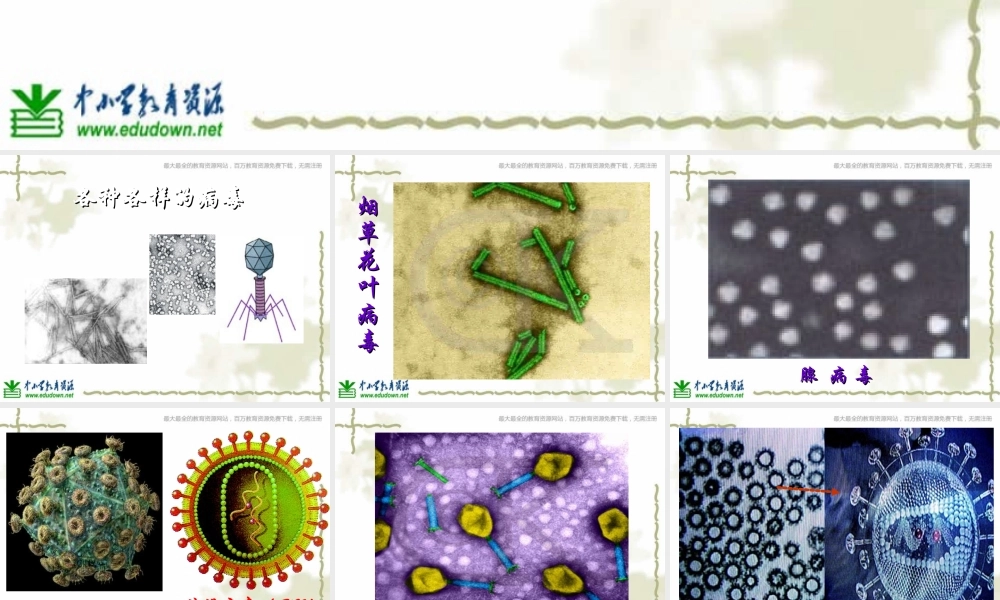 青岛小学科学六上《1、病毒》PPT课件 (5)【加微信公众号 jiaoxuewuyou 九折优惠 qq 1119139686】.ppt