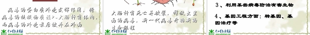 青岛小学科学六上《1、病毒》PPT课件 (5)【加微信公众号 jiaoxuewuyou 九折优惠 qq 1119139686】.ppt