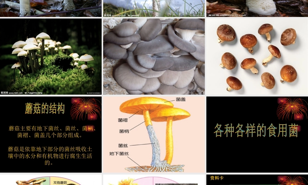 青岛小学科学六上《4、食用菌》PPT课件 (1)【加微信公众号 jiaoxuewuyou 九折优惠 qq 1119139686】.ppt