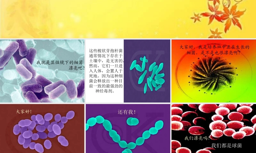 青岛小学科学六上《2、细菌》PPT课件 (5)【加微信公众号 jiaoxuewuyou 九折优惠 qq 1119139686】.ppt