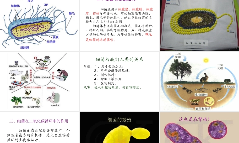 青岛小学科学六上《2、细菌》PPT课件 (5)【加微信公众号 jiaoxuewuyou 九折优惠 qq 1119139686】.ppt