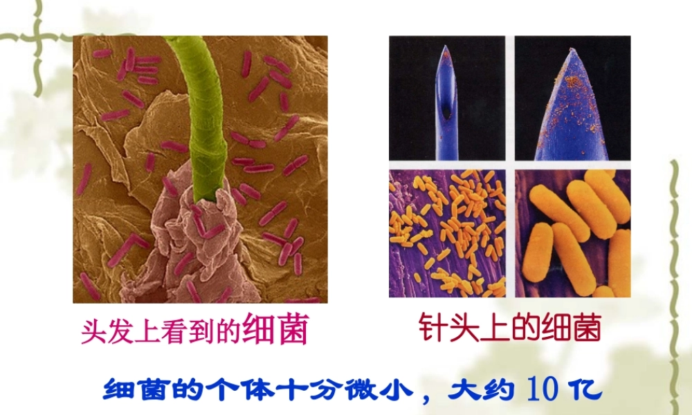 青岛小学科学六上《2、细菌》PPT课件 (4)【加微信公众号 jiaoxuewuyou 九折优惠 qq 1119139686】.ppt