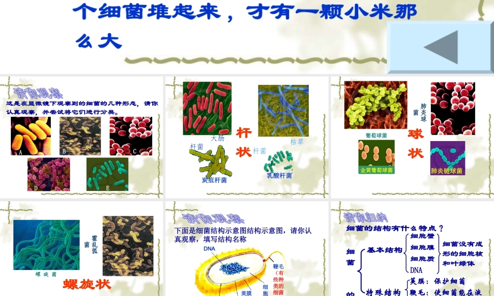 青岛小学科学六上《2、细菌》PPT课件 (4)【加微信公众号 jiaoxuewuyou 九折优惠 qq 1119139686】.ppt