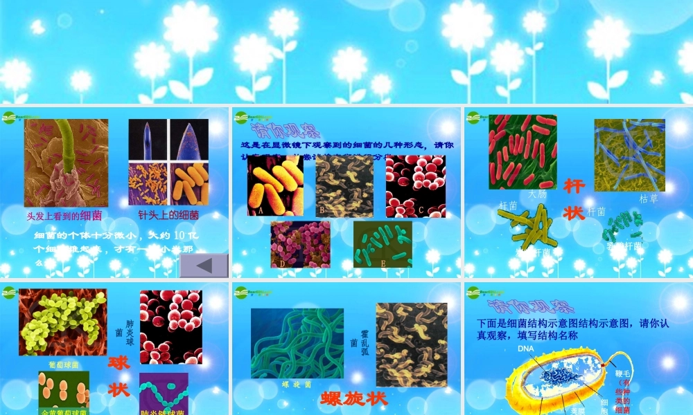 青岛小学科学六上《2、细菌》PPT课件 (3)【加微信公众号 jiaoxuewuyou 九折优惠 qq 1119139686】.ppt