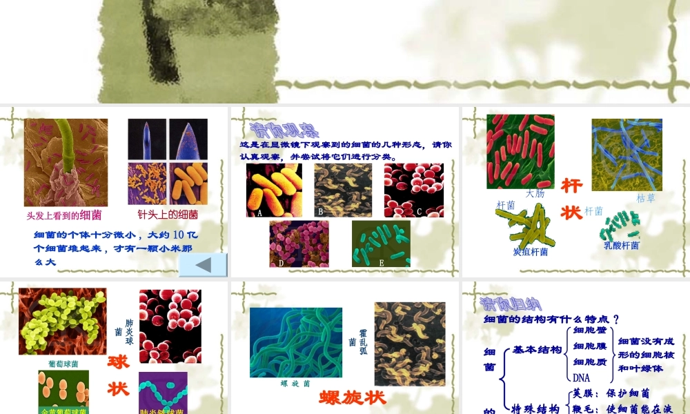 青岛小学科学六上《2、细菌》PPT课件 (6)【加微信公众号 jiaoxuewuyou 九折优惠 qq 1119139686】.ppt
