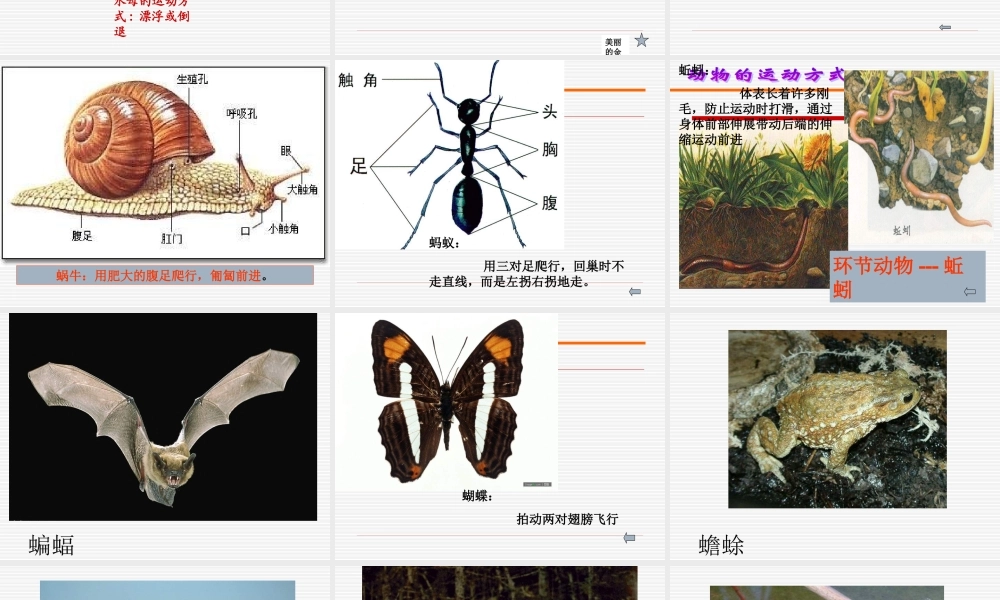 青岛小学科学六上《13、动物的运动》PPT课件 (1)【加微信公众号 jiaoxuewuyou 九折优惠 qq 1119139686】.ppt