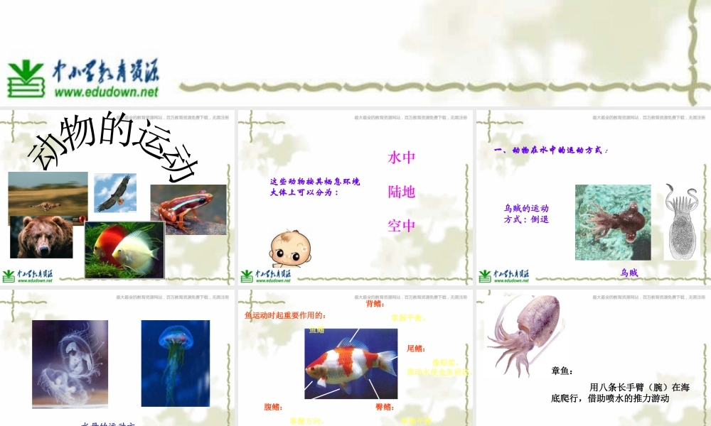 青岛小学科学六上《13、动物的运动》PPT课件 (4)【加微信公众号 jiaoxuewuyou 九折优惠 qq 1119139686】.ppt