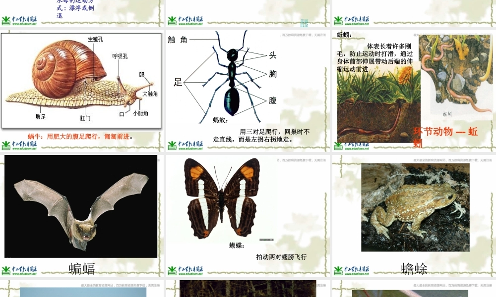 青岛小学科学六上《13、动物的运动》PPT课件 (4)【加微信公众号 jiaoxuewuyou 九折优惠 qq 1119139686】.ppt