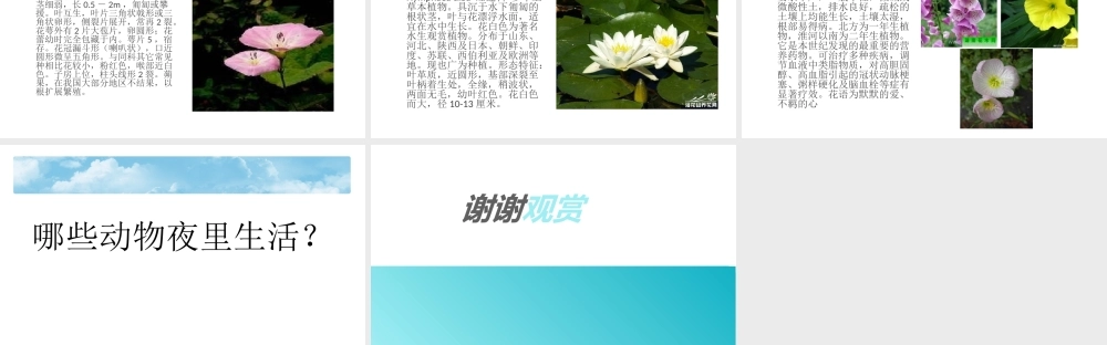 青岛小学科学六上《15、昼夜与生物》PPT课件 (6)【加微信公众号 jiaoxuewuyou 九折优惠 qq 1119139686】.ppt