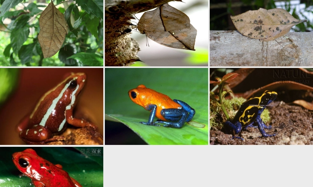 青岛小学科学六上《21、变色龙》PPT课件 (3)【加微信公众号 jiaoxuewuyou 九折优惠 qq 1119139686】.ppt