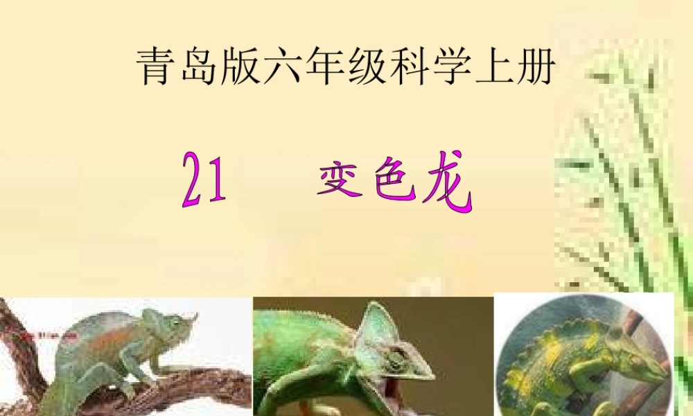 青岛小学科学六上《21、变色龙》PPT课件 (5)【加微信公众号 jiaoxuewuyou 九折优惠 qq 1119139686】.ppt