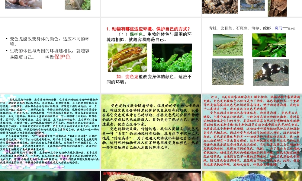 青岛小学科学六上《21、变色龙》PPT课件 (5)【加微信公众号 jiaoxuewuyou 九折优惠 qq 1119139686】.ppt
