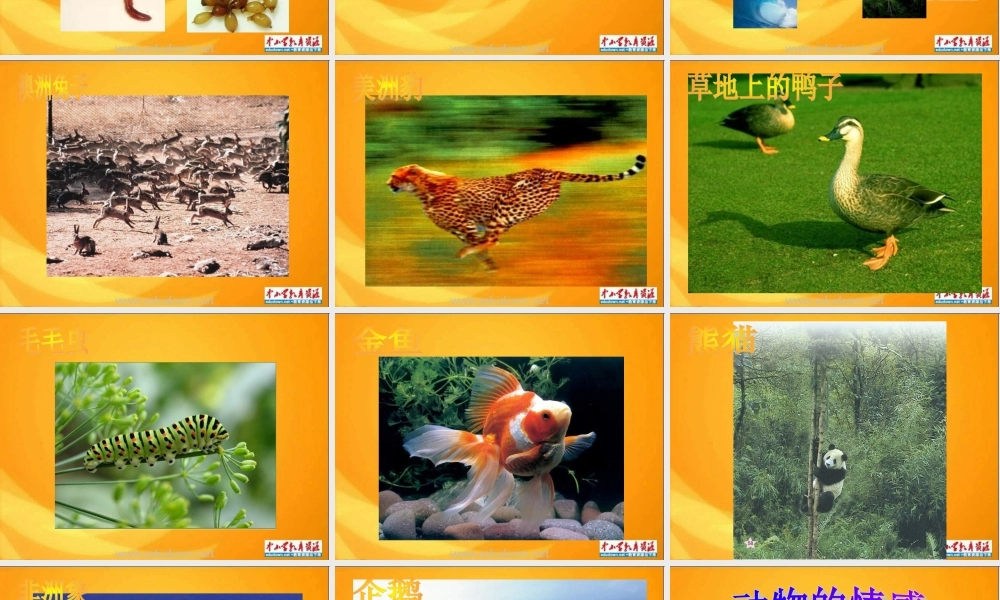 青岛小学科学六上《20、蚯蚓找家》PPT课件 (3)【加微信公众号 jiaoxuewuyou 九折优惠 qq 1119139686】.ppt