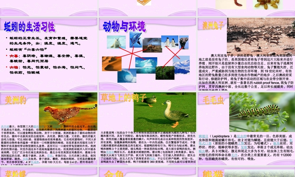 青岛小学科学六上《20、蚯蚓找家》PPT课件 (4)【加微信公众号 jiaoxuewuyou 九折优惠 qq 1119139686】.ppt