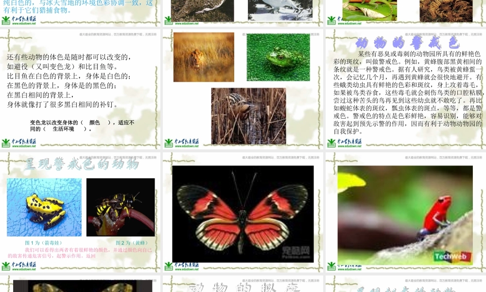 青岛小学科学六上《21、变色龙》PPT课件 (7)【加微信公众号 jiaoxuewuyou 九折优惠 qq 1119139686】.ppt