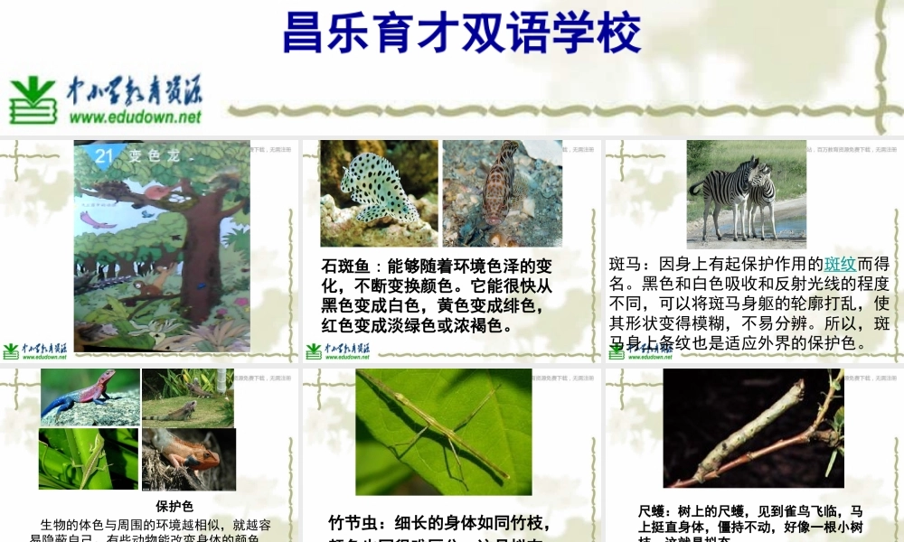 青岛小学科学六上《21、变色龙》PPT课件 (9)【加微信公众号 jiaoxuewuyou 九折优惠 qq 1119139686】.ppt