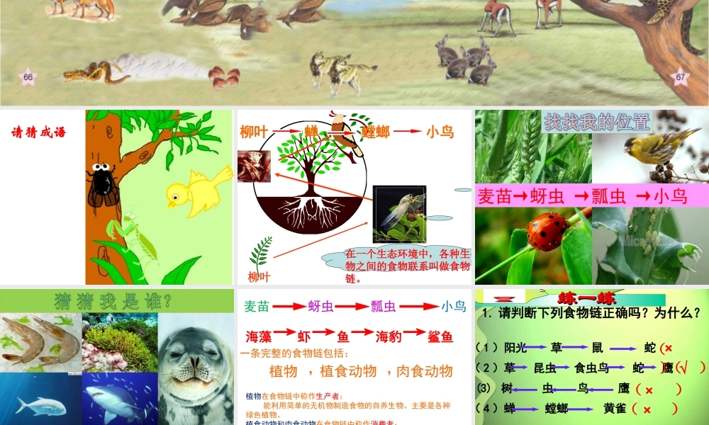 青岛小学科学六上《23、密切联系的生物界》PPT课件 (4)【加微信公众号 jiaoxuewuyou 九折优惠 qq 1119139686】.ppt