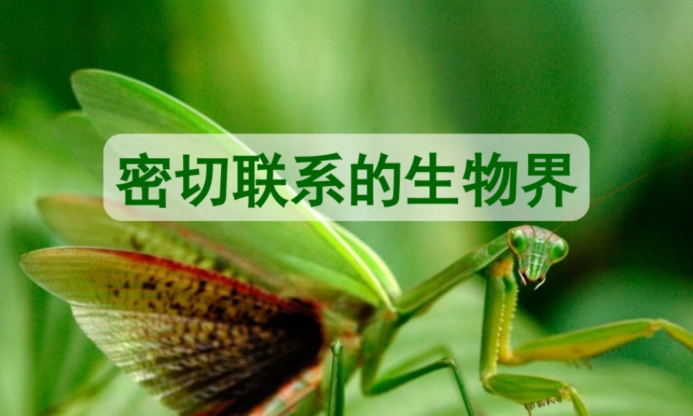 青岛小学科学六上《23、密切联系的生物界》PPT课件 (13)【加微信公众号 jiaoxuewuyou 九折优惠 qq 1119139686】.ppt