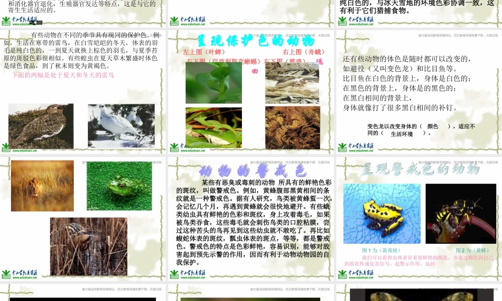 青岛小学科学六上《21、变色龙》PPT课件 (10)【加微信公众号 jiaoxuewuyou 九折优惠 qq 1119139686】.ppt