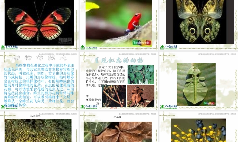 青岛小学科学六上《21、变色龙》PPT课件 (10)【加微信公众号 jiaoxuewuyou 九折优惠 qq 1119139686】.ppt