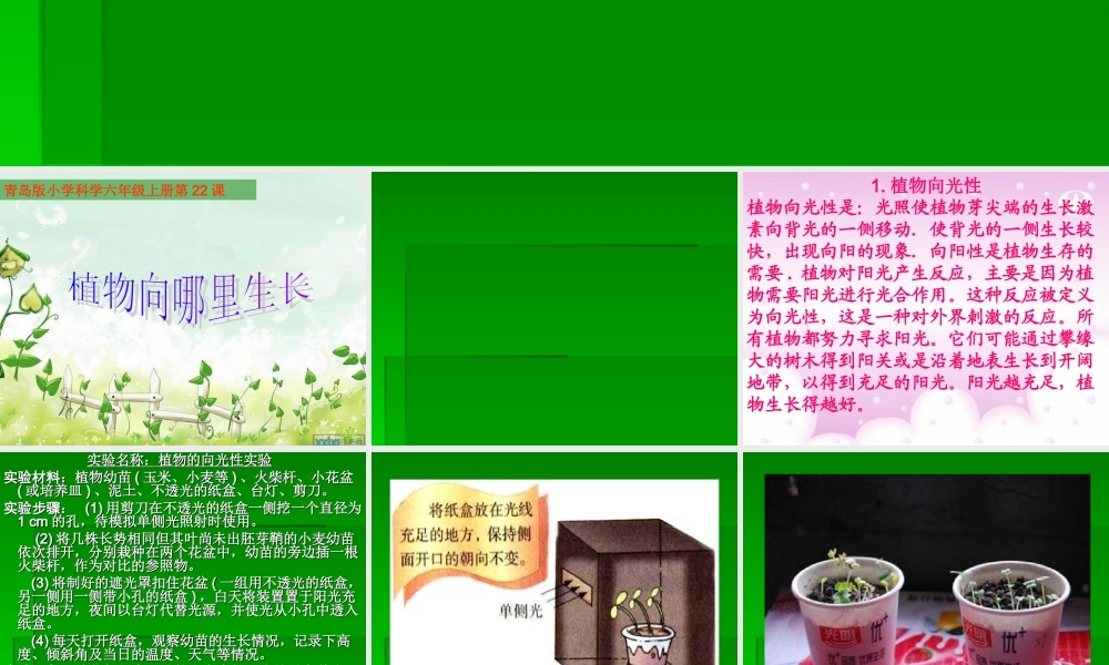 青岛小学科学六上《22、植物向哪里生长》PPT课件【加微信公众号 jiaoxuewuyou 九折优惠 qq 1119139686】.ppt