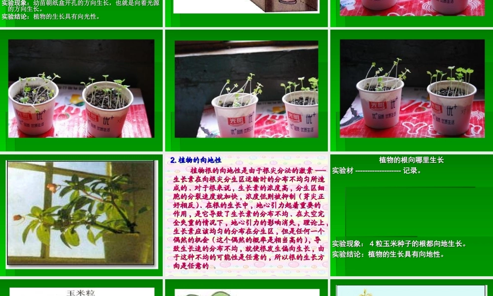 青岛小学科学六上《22、植物向哪里生长》PPT课件【加微信公众号 jiaoxuewuyou 九折优惠 qq 1119139686】.ppt