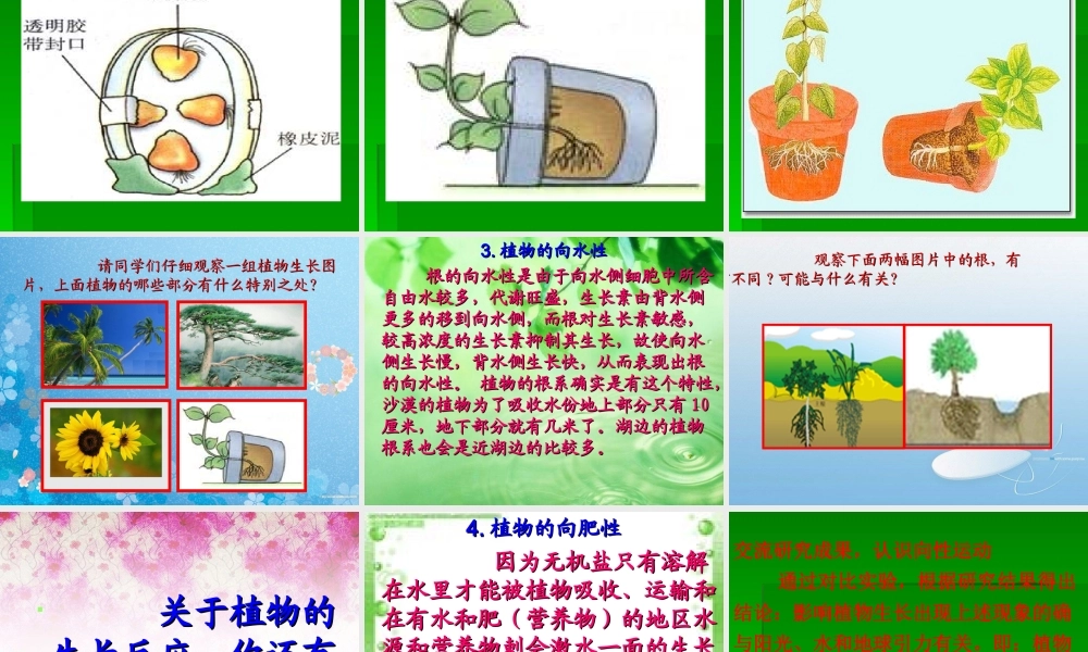 青岛小学科学六上《22、植物向哪里生长》PPT课件【加微信公众号 jiaoxuewuyou 九折优惠 qq 1119139686】.ppt