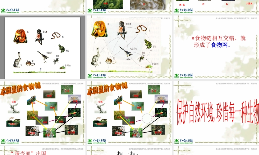 青岛小学科学六上《23、密切联系的生物界》PPT课件 (1)【加微信公众号 jiaoxuewuyou 九折优惠 qq 1119139686】.ppt