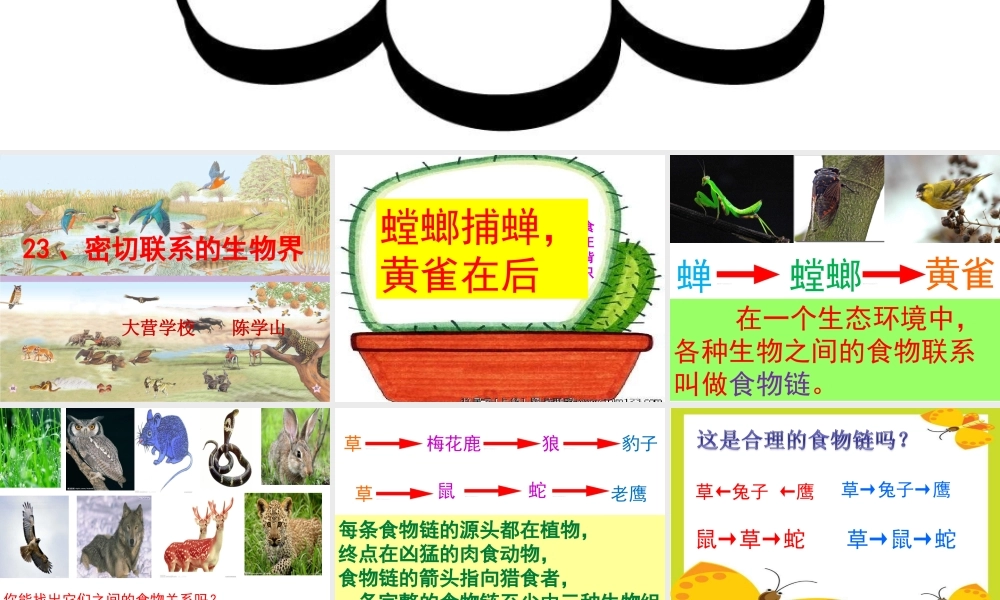 青岛小学科学六上《23、密切联系的生物界》PPT课件 (11)【加微信公众号 jiaoxuewuyou 九折优惠 qq 1119139686】.ppt