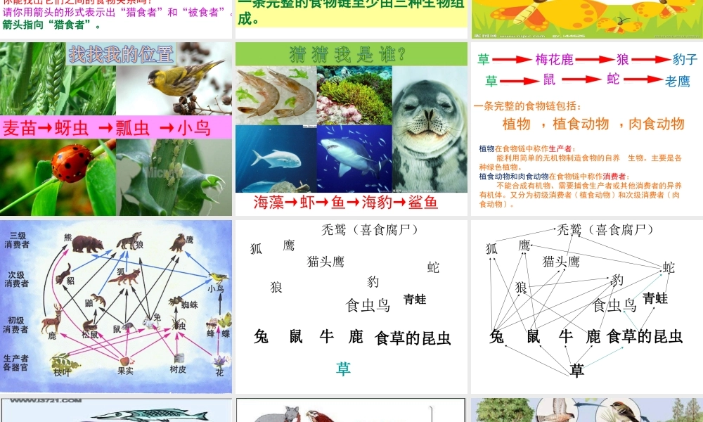 青岛小学科学六上《23、密切联系的生物界》PPT课件 (11)【加微信公众号 jiaoxuewuyou 九折优惠 qq 1119139686】.ppt