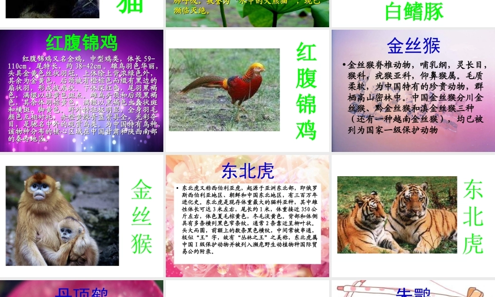 青岛小学科学六上《24、珍稀动植物》PPT课件 (4)【加微信公众号 jiaoxuewuyou 九折优惠 qq 1119139686】.ppt