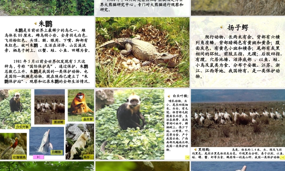 青岛小学科学六上《24、珍稀动植物》PPT课件 (1)【加微信公众号 jiaoxuewuyou 九折优惠 qq 1119139686】.ppt