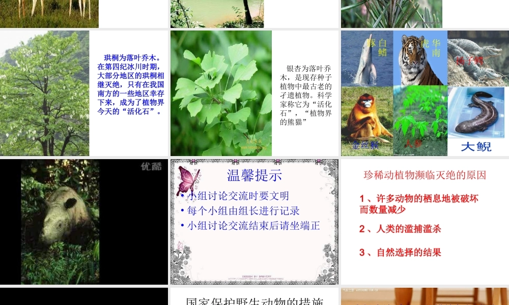 青岛小学科学六上《24、珍稀动植物》PPT课件 (8)【加微信公众号 jiaoxuewuyou 九折优惠 qq 1119139686】.ppt