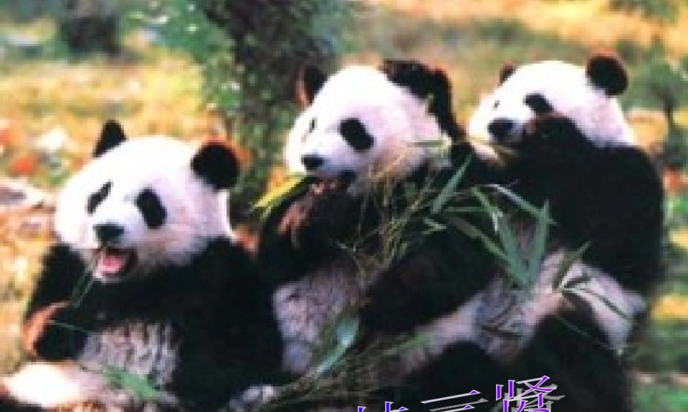 青岛小学科学六上《24、珍稀动植物》PPT课件 (7)【加微信公众号 jiaoxuewuyou 九折优惠 qq 1119139686】.ppt