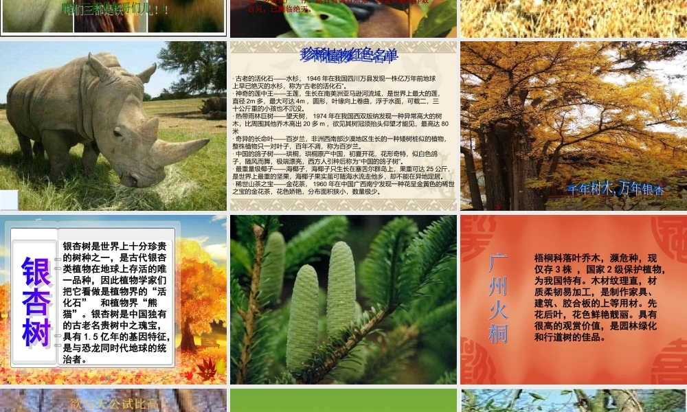 青岛小学科学六上《24、珍稀动植物》PPT课件 (7)【加微信公众号 jiaoxuewuyou 九折优惠 qq 1119139686】.ppt