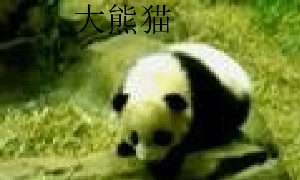 青岛小学科学六上《24、珍稀动植物》PPT课件 (9)【加微信公众号 jiaoxuewuyou 九折优惠 qq 1119139686】.ppt