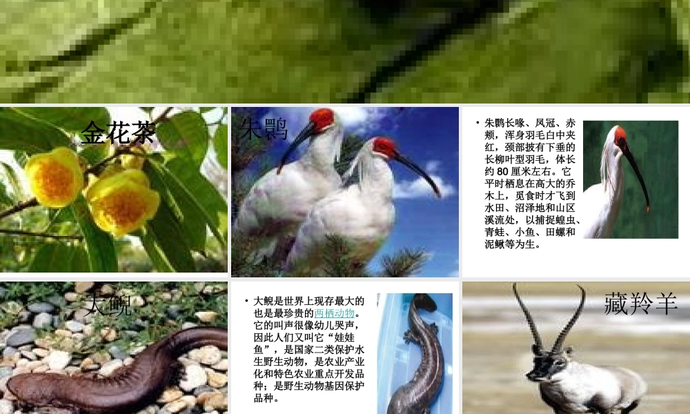 青岛小学科学六上《24、珍稀动植物》PPT课件 (9)【加微信公众号 jiaoxuewuyou 九折优惠 qq 1119139686】.ppt