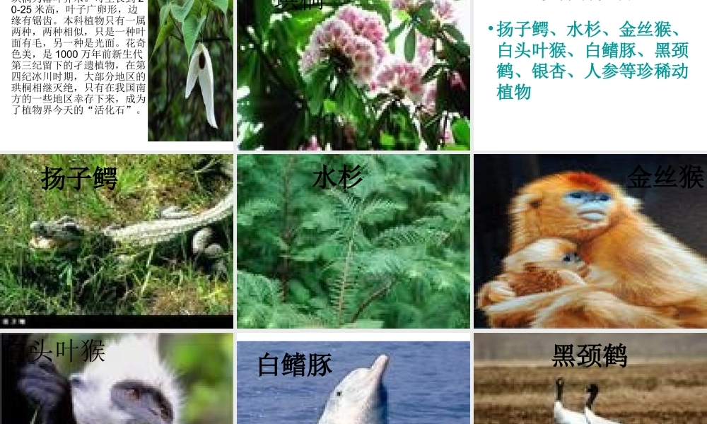 青岛小学科学六上《24、珍稀动植物》PPT课件 (9)【加微信公众号 jiaoxuewuyou 九折优惠 qq 1119139686】.ppt