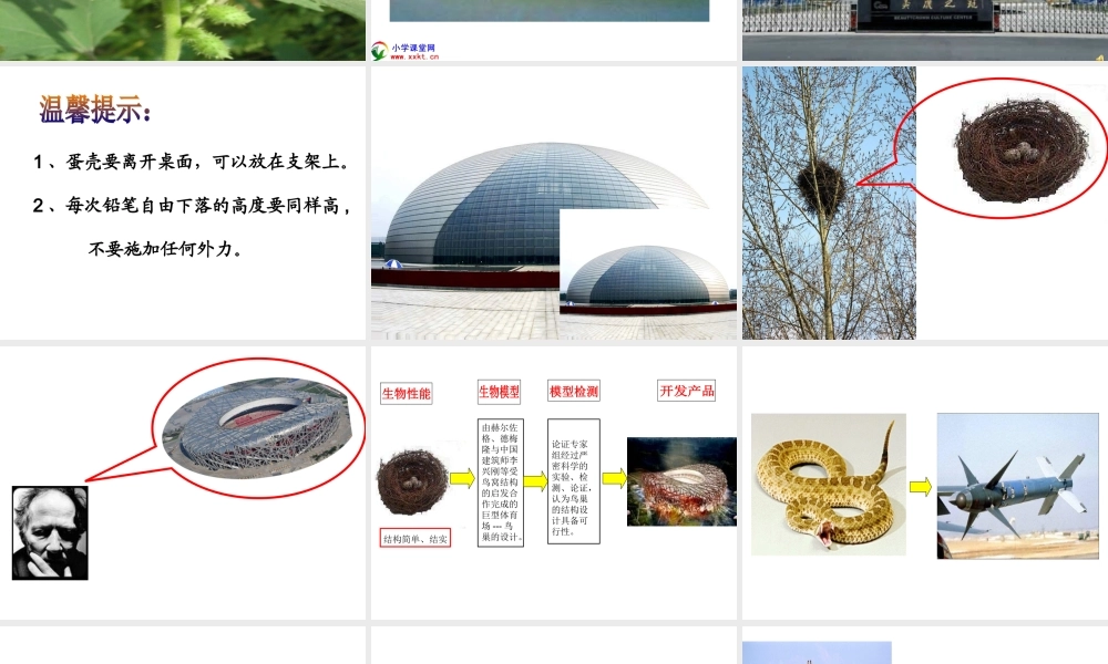 青岛小学科学六上《25、生物的启示》PPT课件 (2)【加微信公众号 jiaoxuewuyou 九折优惠 qq 1119139686】.ppt