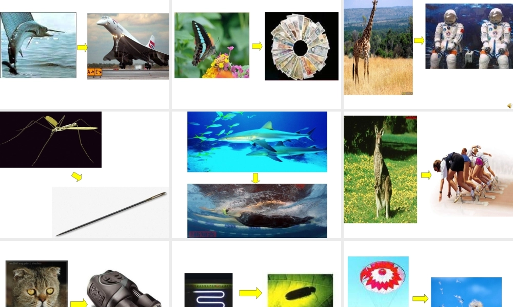 青岛小学科学六上《25、生物的启示》PPT课件 (2)【加微信公众号 jiaoxuewuyou 九折优惠 qq 1119139686】.ppt